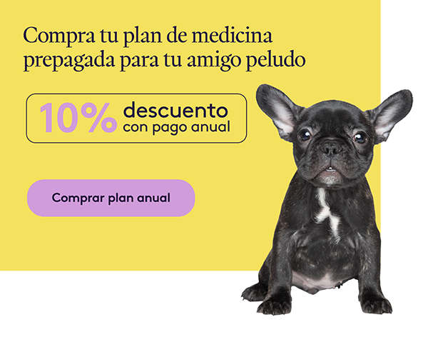 600xalto Banner Mobile Dcto V2