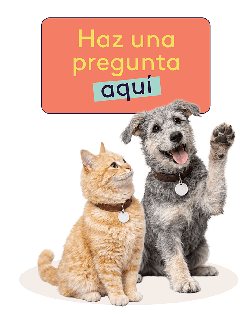 Haz-una-pregunta (1) (1)